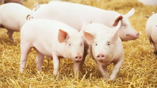豬羊的圍欄內外 解讀現代畜牧業的動物福利真相